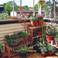 How to Start a Balcony Garden in 10 Steps