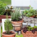 How To Start A Balcony Herb Garden Today