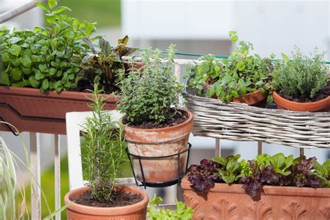 How To Start A Balcony Herb Garden Today