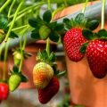 How To Successfully Grow Strawberries On Your Balcony