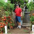 How to Successfully Grow Tomatoes on Your Balcony