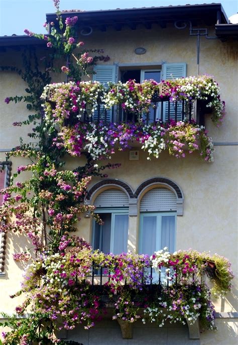 How to Train Climbing Plants on Your Balcony