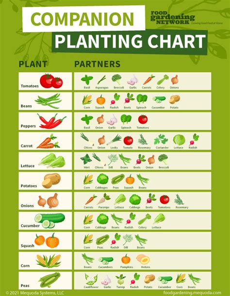 How To Use Companion Planting On Your Balcony