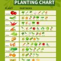 How to Use Companion Planting on Your Balcony