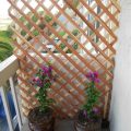 How To Use Fencing For Plant Support On Balconies