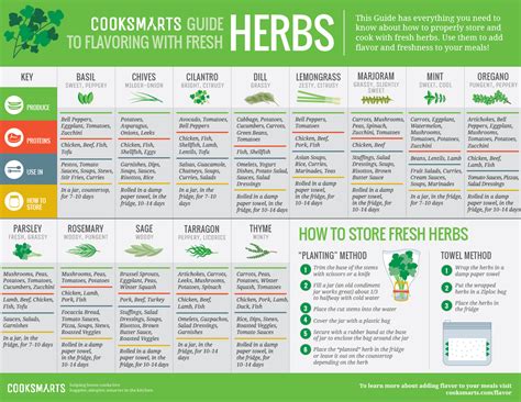 How To Use Herbs For Cooking Straight From Your Balcony