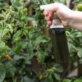 How To Use Herbs For Natural Pest Control In Your Balcony