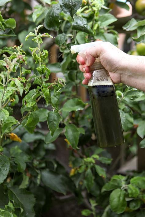 How To Use Herbs For Natural Pest Control In Your Balcony