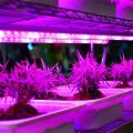 How To Use LED Grow Lights For Balcony Plants