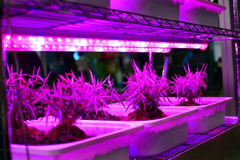 How To Use LED Grow Lights For Balcony Plants