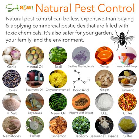 How To Use Natural Pest Control On Balcony Plants