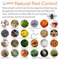 How To Use Natural Pest Control On Your Balcony