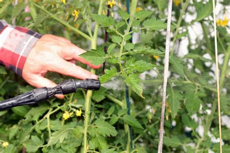 How To Use Natural Pest Repellents In Balcony Gardening