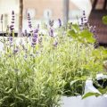 How To Use Scented Plants To Enhance Your Balcony