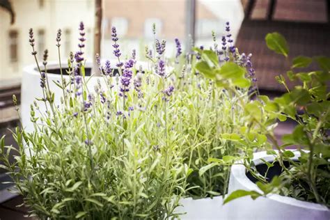 How To Use Scented Plants To Enhance Your Balcony