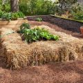 How to Use Straw Bale Gardening Techniques on Your Balcony