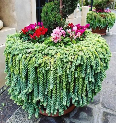 How To Use Succulents For A Low-Maintenance Balcony