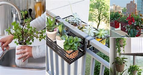 How to Water Balcony Plants Effectively