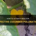 How to attract pollinators for balcony cucumbers?