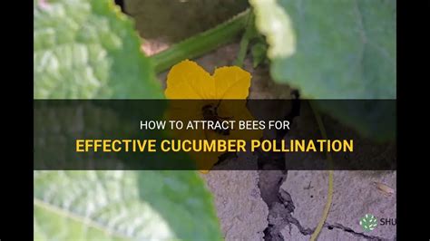 How to attract pollinators for balcony cucumbers?