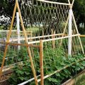 How To Create A Cucumber Trellis For A Balcony?