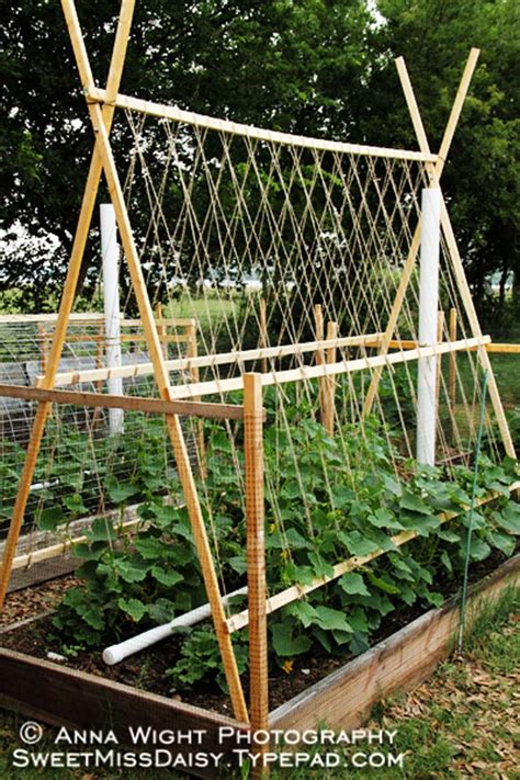 How to create a cucumber trellis for a balcony?