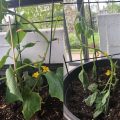 How to handle overwatering cucumbers on a balcony?