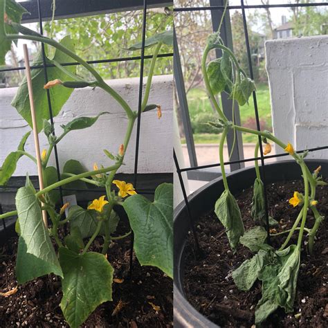 How to handle overwatering cucumbers on a balcony?