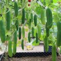 How to improve cucumber flavor from balcony plants?