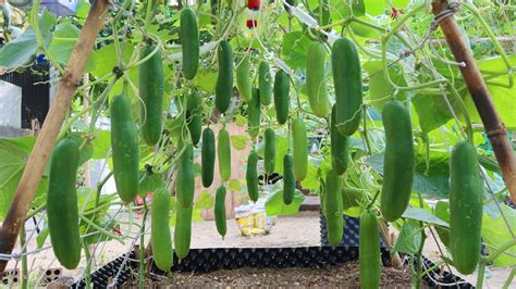 How to improve cucumber flavor from balcony plants?