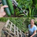 How To Make A Vertical Garden For Balcony Cucumbers?