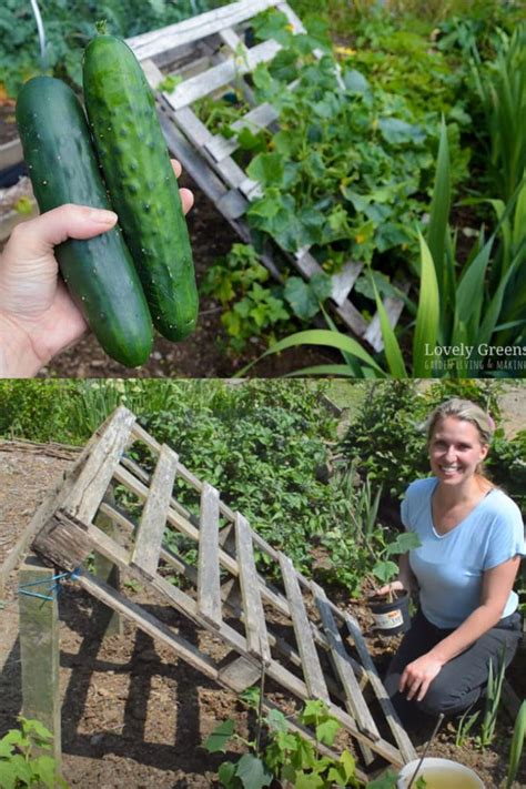 How to make a vertical garden for balcony cucumbers?