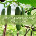 How To Manage Pests On Balcony Cucumbers?