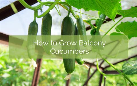 How to manage pests on balcony cucumbers?