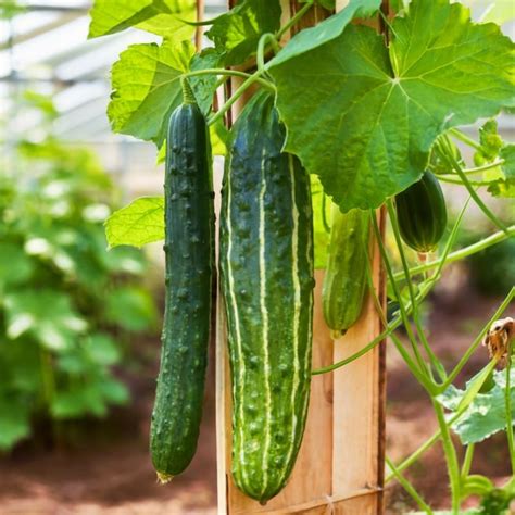 How to maximize cucumber yield on a balcony?