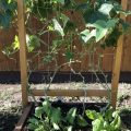 How to prune cucumber plants on a balcony?