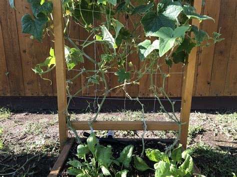 How to prune cucumber plants on a balcony?