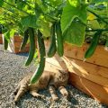 How to train cucumber vines on a balcony?