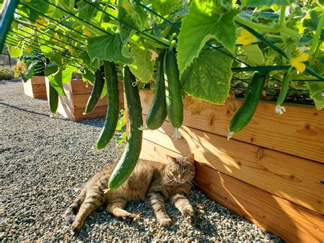 How to train cucumber vines on a balcony?