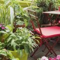 Indoor Vs Outdoor: Best Balcony Plants