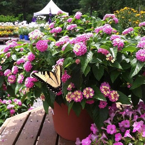 Planning For A Balcony Garden That Attracts Butterflies