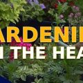 Seasonal Care for Balcony Plants During Heat Waves