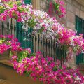 Seasonal Flowers That Thrive On Balconies