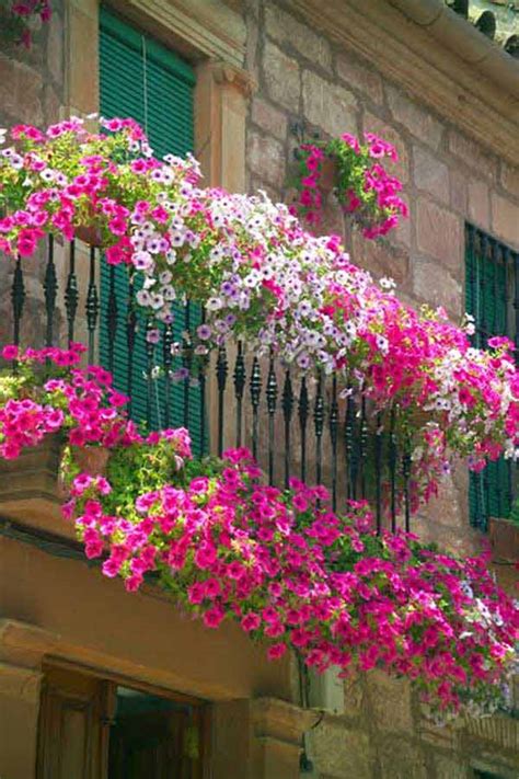 Seasonal Flowers That Thrive On Balconies