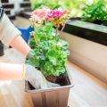 Seasonal Plants To Grow On Your Balcony