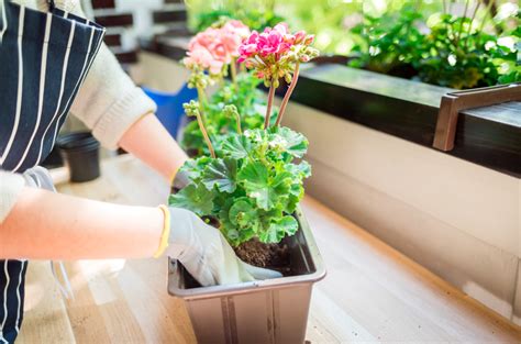 Seasonal Plants To Grow On Your Balcony