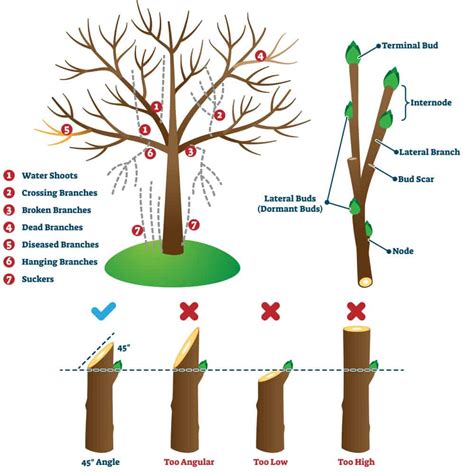 Seasonal Pruning Tips For Balcony Plants