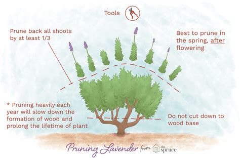 Seasonal Tips For Pruning Balcony Plants