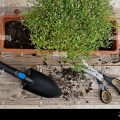 Seasonal Tips For Repotting Your Balcony Plants