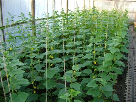 Should you pinch cucumber plants on a balcony?